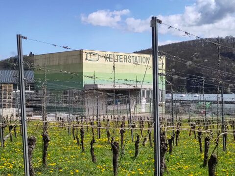 Vineyard in neighborhood