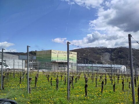 Vineyard in neighborhood