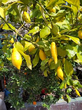 Lemon tree in front of winery
