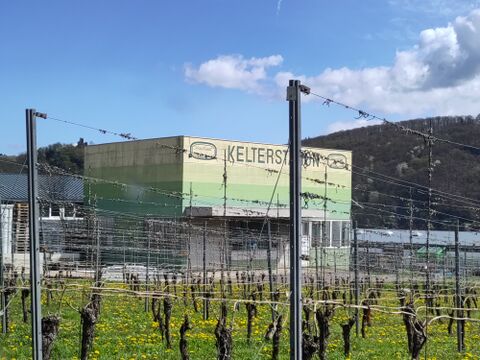 Vineyard in neighborhood