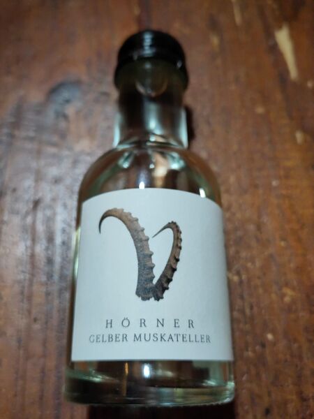 File:20231221GelberMuskateller2022HörnerFront.jpg