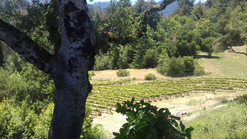 File:RegaleVineyard.jpg